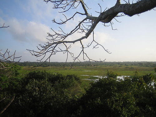 Arabuko Sokoke National Park